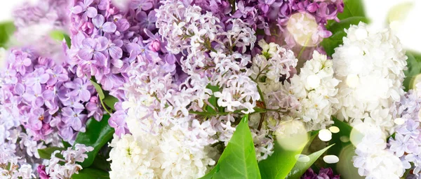 Čerstvé šeříkové květy — Stock fotografie