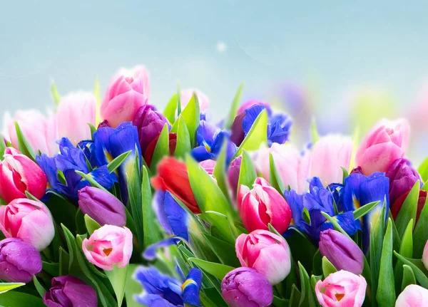 Fleurs de tulipes roses et violettes — Photo