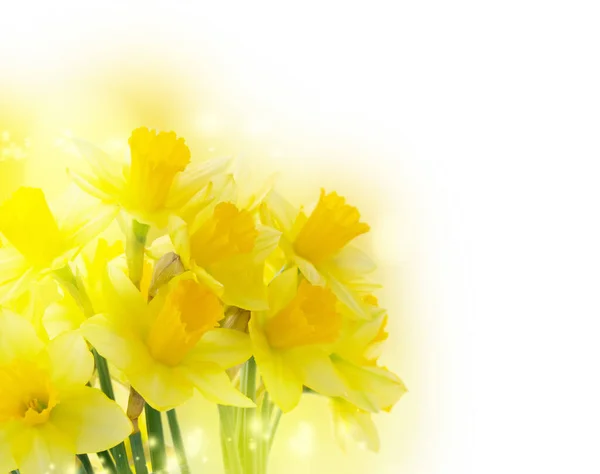 Boeket narcissen bloemen — Stockfoto