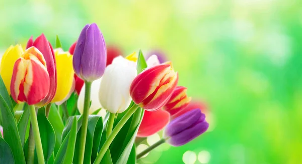 Fiori di tulipani freschi — Foto Stock