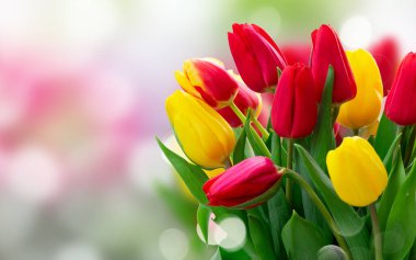 Taze lale çiçekleri