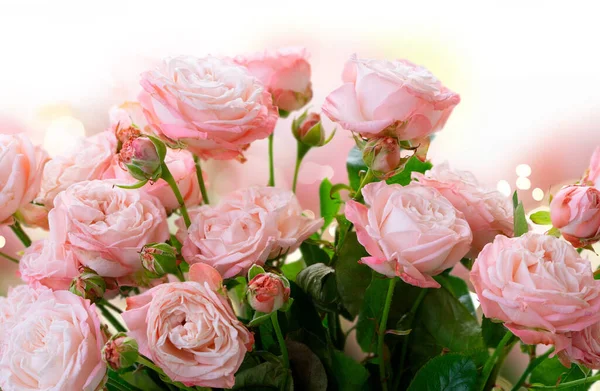 Flori de trandafir proaspete — Fotografie, imagine de stoc
