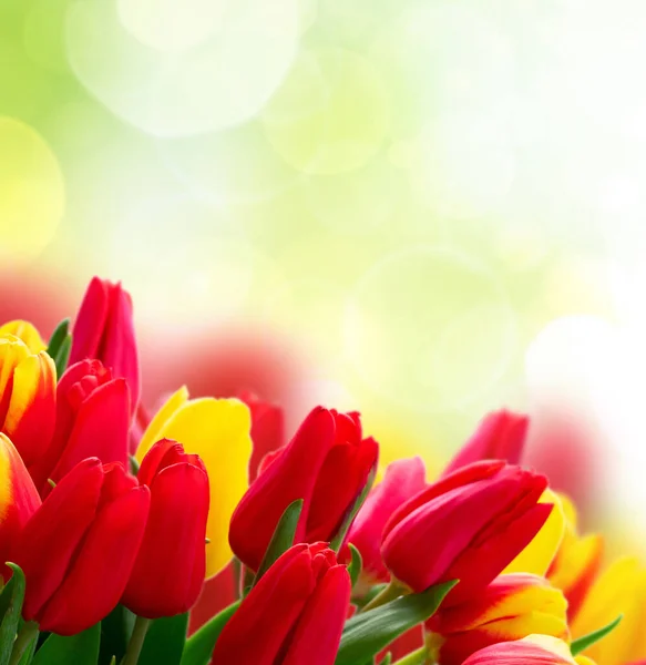 新鮮なチューリップの花 — ストック写真