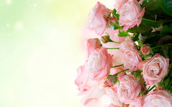 Fresh rose flowers — Stock Photo, Image