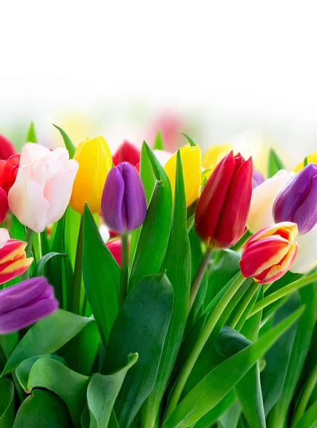 Fresh tulips flowers — Stock Photo, Image