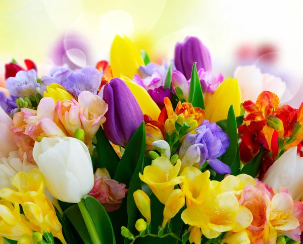 Fleurs de tulipes fraîches — Photo