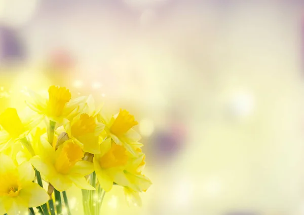 Buquê de flores narcisos — Fotografia de Stock