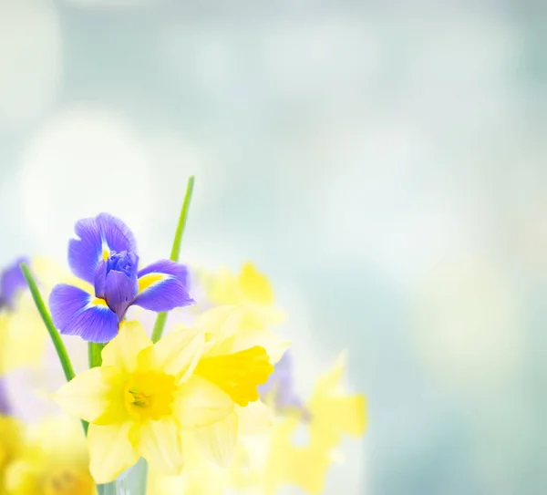 水仙花和虹膜花花束 — 图库照片