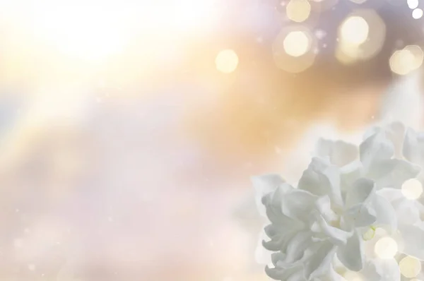 Verse lila bloemen — Stockfoto