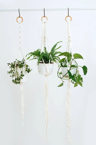 Three potted plans handing on a macrame pot holders in front of a while wall — Stock Photo, Image