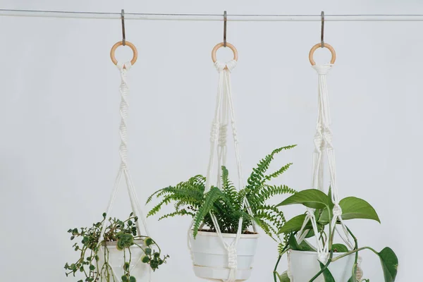 Close up of rope-hanging potted plans in front of a while wall — Stockfoto