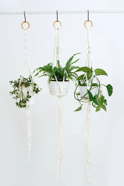 Three potted plans handing on a macrame pot holders in front of a while wall Stockbild