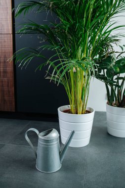 Apartman zemininde su bidonunun yanında duran uzun saksı bitkileri.