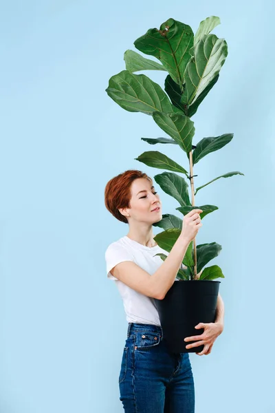Carrying woman with short ginger hair holding giant ficus, touching its leaves — Stock Photo, Image