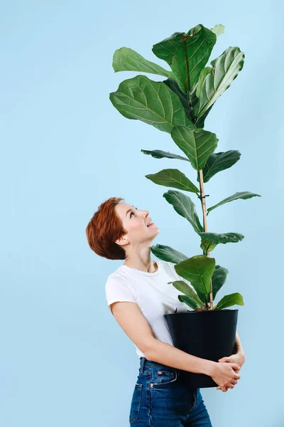 Cheerful woman with short ginger hair holding giant ficus surprised by its size. — Stock Photo, Image