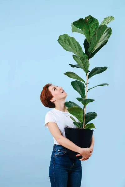 Amased woman holding giant ficus and looking up at it — Stock Photo, Image