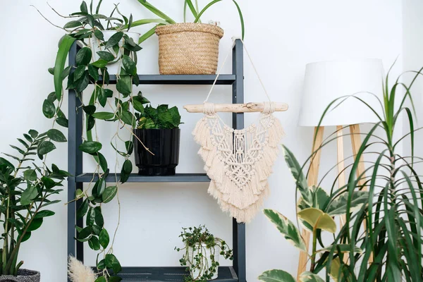 Hoek Van Kamer Gevuld Met Veel Verschillende Planten Een Plank — Stockfoto