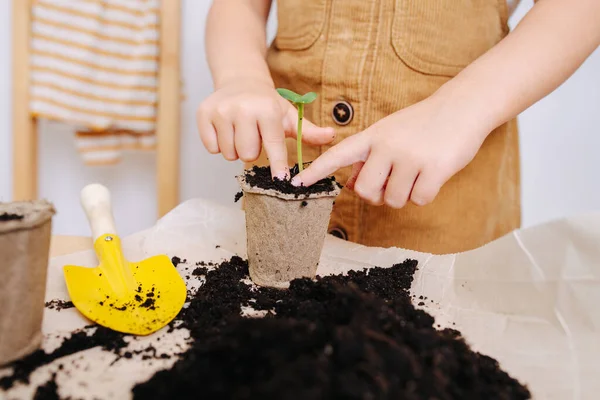 Niña Mono Beige Replantando Plántulas Sobre Una Mesa Madera Está —  Fotos de Stock