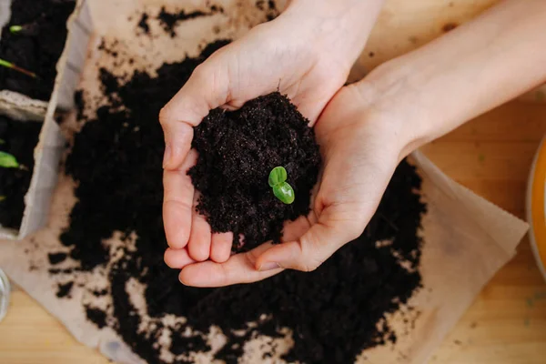 Woman hands holding dirt over a table with seedling planted in it. top view. Cropped,hands only.