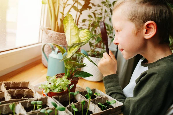 Küçük Çocuk Büyüteçle Oynuyor Saksı Bitkisine Bakıyor Karton Kaplarda Tohumlar — Stok fotoğraf
