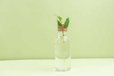 Küçük bir dal, yeşil arka plan üzerinde şeffaf bir su şişesine kök salmış. Yaradılışın güzelliği.