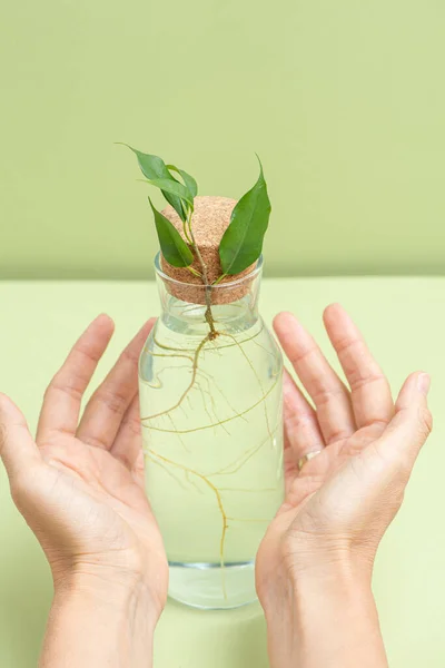 Tangan Terbuka Memegang Cabang Kecil Yang Berakar Dalam Botol Air — Stok Foto