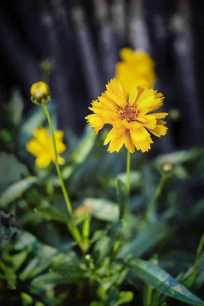 노란 카네이션 꽃 — 스톡 사진