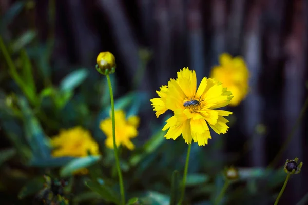 Flor de clavel amarillo con abeja —  Fotos de Stock