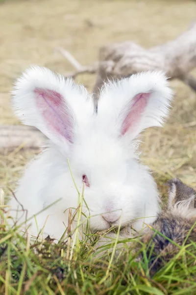 Ангорська кроликів їдять на траві — стокове фото