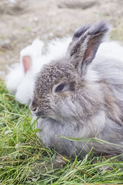 Ангорский кролик ест траву — стоковое фото