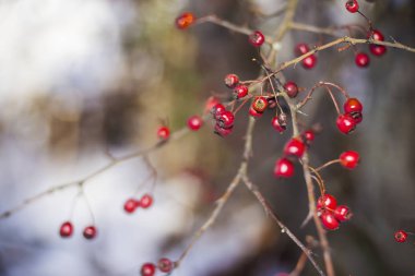 Buzlu alıç meyveleri ile dal 