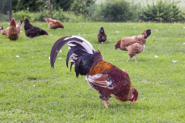 多彩的公鸡和母鸡在一个农场院子里 — 图库照片