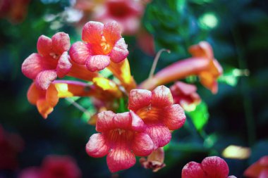 Campsis radicans çiçekler 