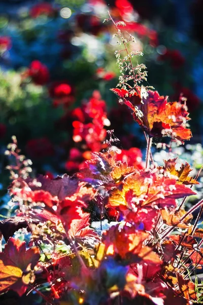 Olika Färgglada Blommor Sunrise Ljus — Stockfoto