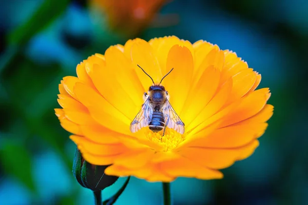 Mimicric včela na květu měsíčku — Stock fotografie