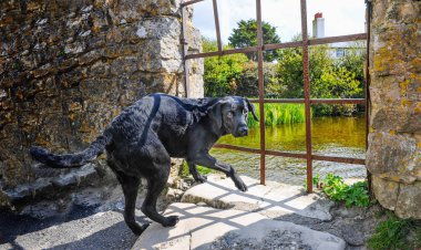 Siyah büyük köpek yaz aylarında korkuyor.