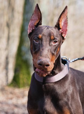 Kahverengi Dobermann 