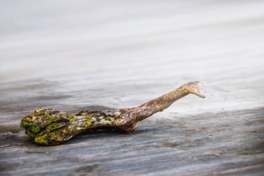 Ağaç kök hayvan gibi parçası 