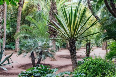 Çeşitli palmiyeler