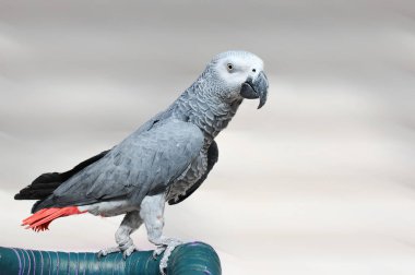 Gri papağan Psittacus erithacus