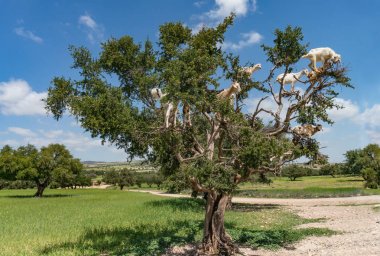 Büyük bir ağaç keçi ile manzara
