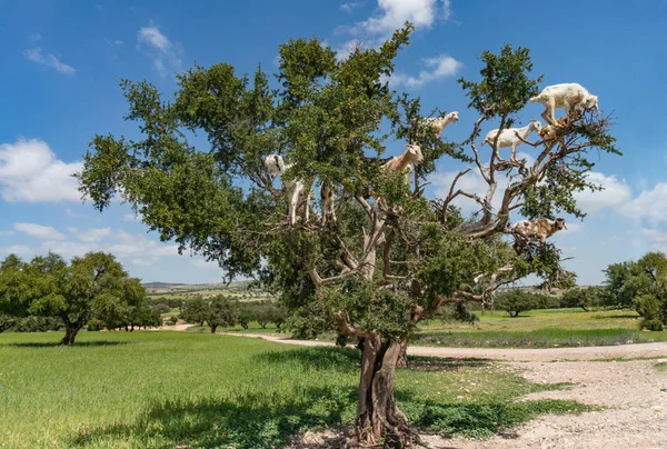 Paisaje con cabras en un gran árbol Fotos De Stock