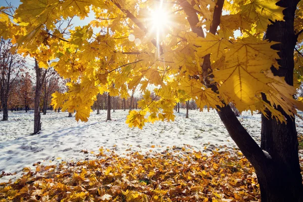 Yellow maple in Snowy Park — Stock Photo, Image