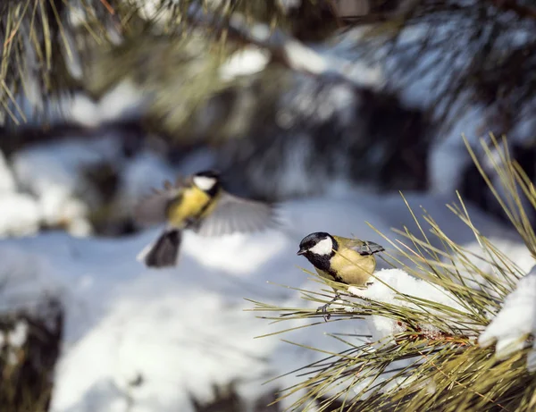 Great tit at winter forest — Stock Photo, Image