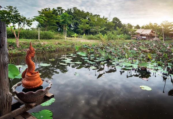 Teich mit Lotus in Thailand — Stockfoto