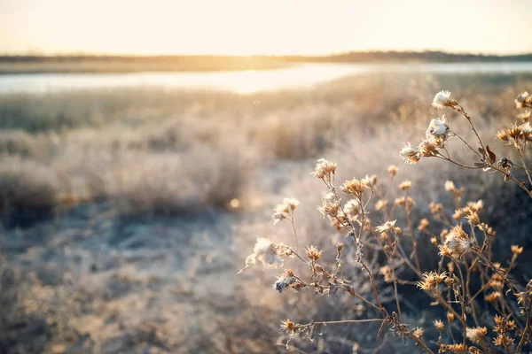 Flores y puesta de sol en el desierto — Foto de Stock