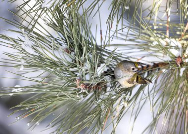 Çalıkuşu, çam ağacı