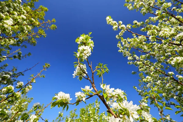 Flor de cereja contra o céu azul — Fotografia de Stock