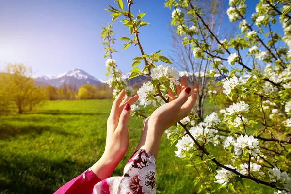 Vrouw hand en bloesem boom in de lente — Stockfoto