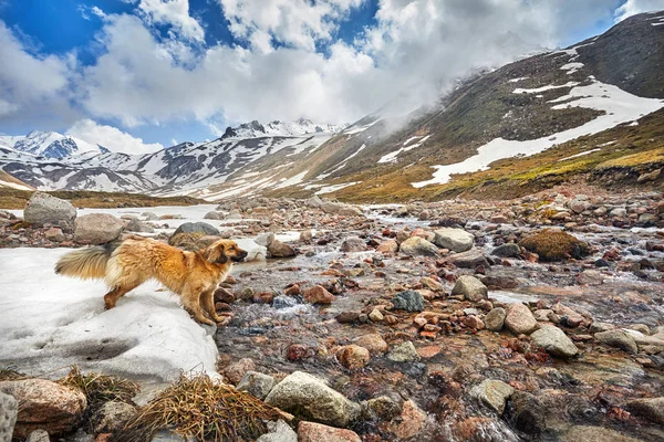 Perro feliz en las montañas — Foto de Stock